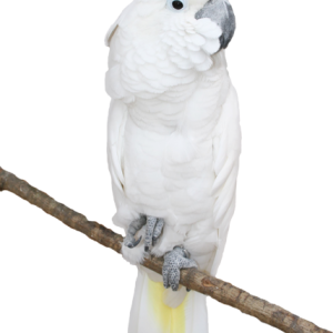Parrot PNG image