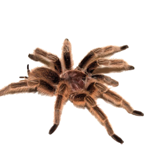 Spider PNG image