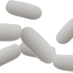 Bacteria PNG