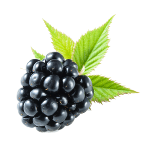 Blackberry PNG