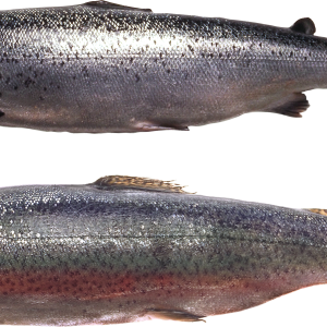 Fish PNG