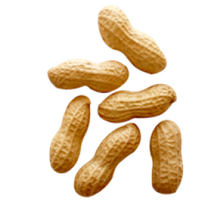 Peanut PNG