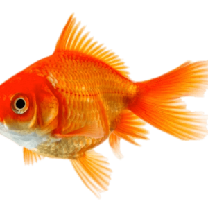 Goldfish PNG