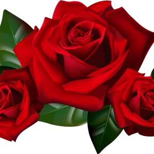 Rose PNG