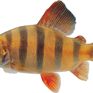Fish PNG