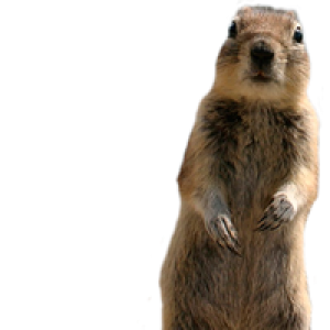 Squirrel PNG