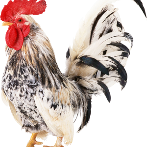 Cock PNG