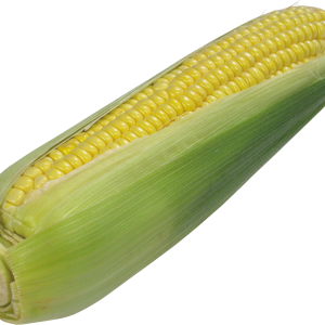 Corn PNG image