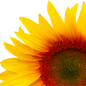 Sunflower PNG