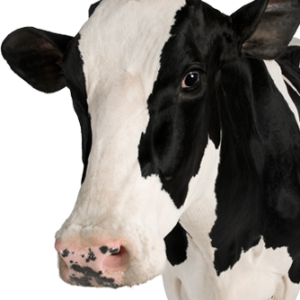 cow PNG