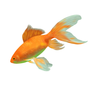 Goldfish PNG