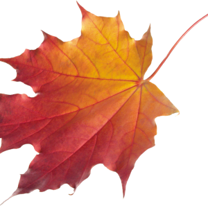 autumn PNG leaf