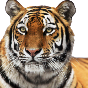 Tiger PNG