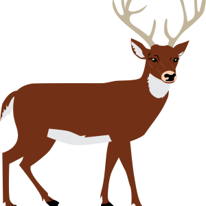 Moose, elk PNG