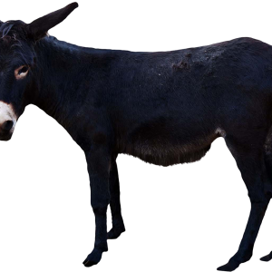 Donkey PNG
