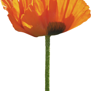 Poppy flower PNG