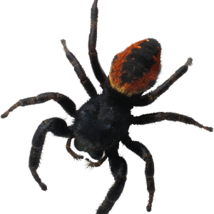 Spider PNG image
