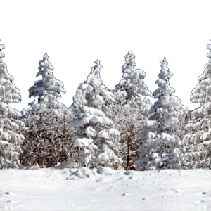 Winter forest PNG