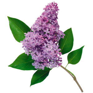 Lilac PNG