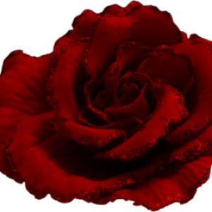 Rose PNG