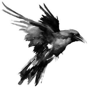 Raven PNG
