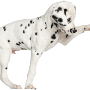 Dalmatian PNG
