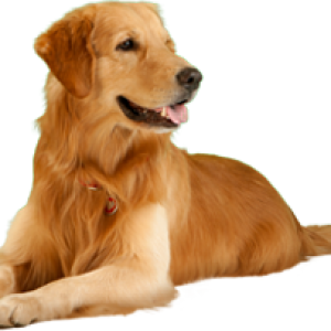 dog PNG image