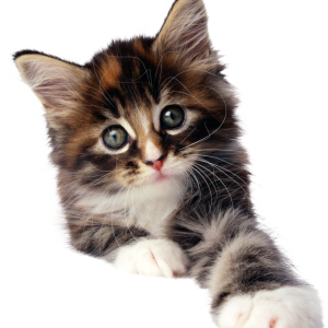 Small kitten PNG