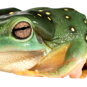 Frog PNG