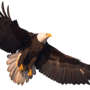Eagle PNG image with transparency, free download