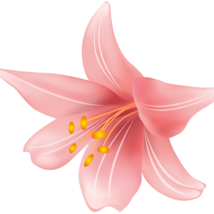 Lilium PNG