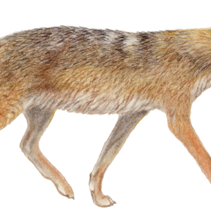 Jackal, coyote PNG