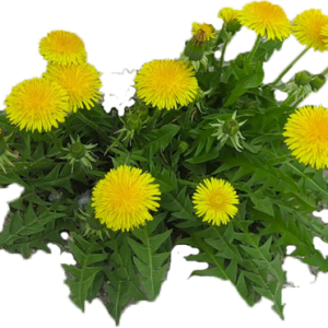 Dandelions PNG