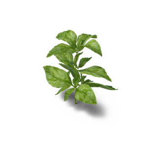 Basil PNG