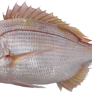 Fish PNG