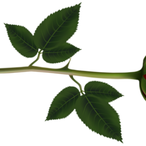 Rose PNG