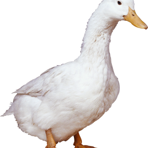 White duck PNG image