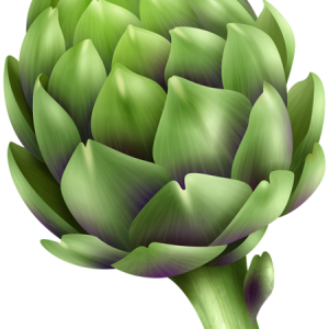 Artichoke PNG