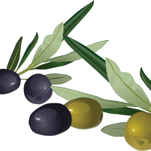 Olive PNG