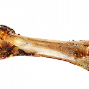 Bone PNG