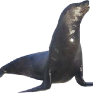 Harbor seal PNG