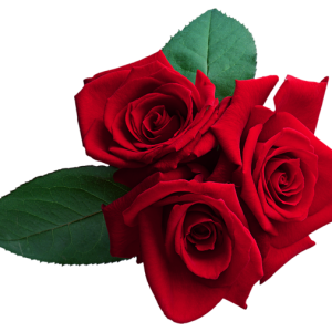 Rose PNG
