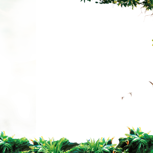 Jungle PNG