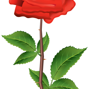 Rose PNG