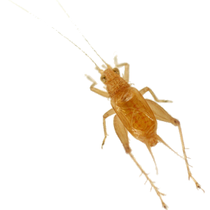 Cricket insect PNG