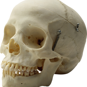 Skull PNG