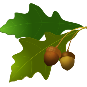 Acorn PNG image