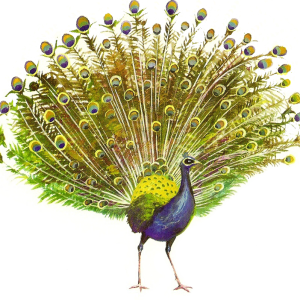Peacock PNG