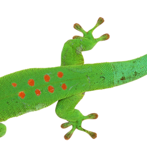 Gecko PNG