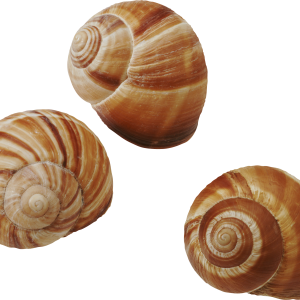 Seashell PNG
